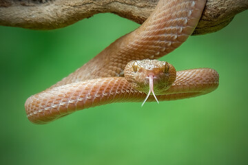 Get ready, Pink viper, Mangrove viper