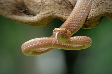 Get ready, Pink viper, Mangrove viper