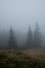 Three trees  in forest during foggy weather