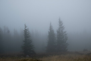 Three trees  in forest during foggy weather