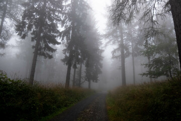 Trees growing in forest during foggy weather