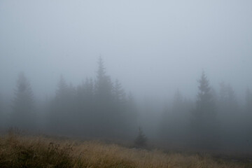 Trees growing in forest during foggy weather
