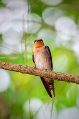 Pacific Swallow or Hill Swallow