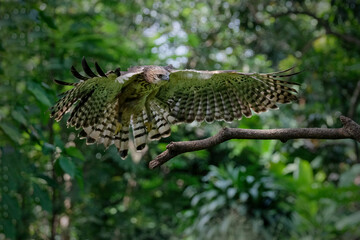 Changeable hawk-eagle, Nisaetus cirrhatus in fly