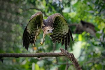 Changeable hawk-eagle, Nisaetus cirrhatus in fly
