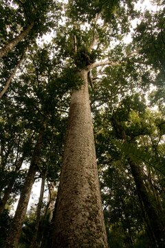 old huge kauri tree in the forest