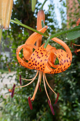 Lilium Tigrinum Lily flower petals color