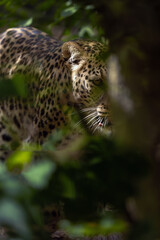 Anatolian leopard (Panthera pardus tulliana), also called Persian leopard and Caucasian leopard, portrait of an adult female on a green background.