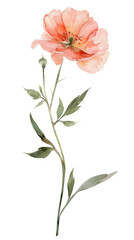 a single watercolor boho flowe with a log green stem on a white background