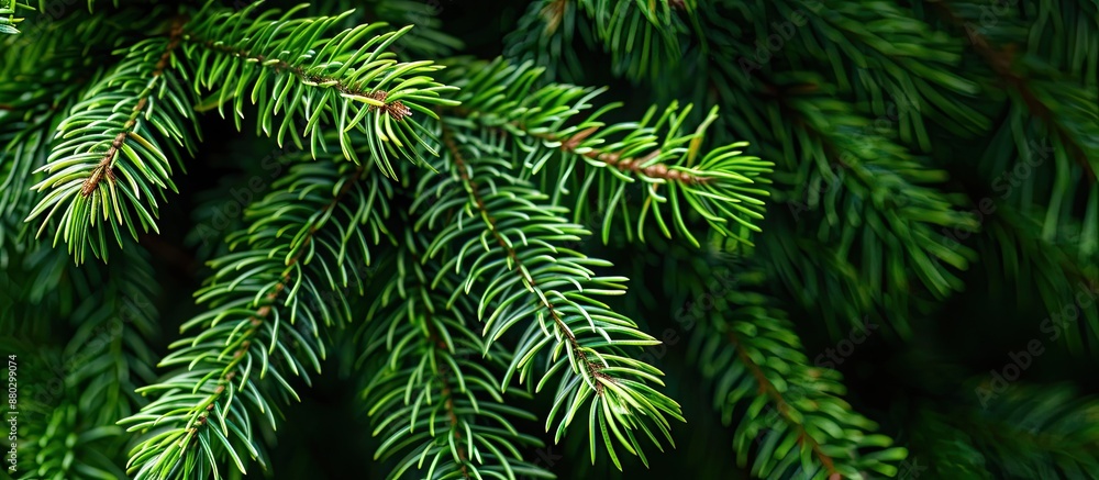 Leinwandbilder Spruce branch in close-up view with empty space around it for adding text or graphics, illustrating a natural theme.