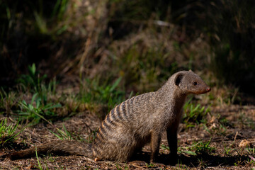 A seated banded mongoose in Roodeplaat nature Reserve, South Africa