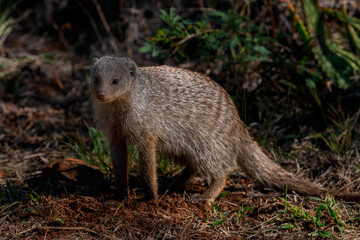 Banded mongoose in the Roodeplaat nature reserve, South Africa