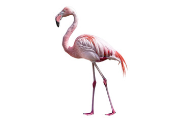 Flamingo isolated on transparent background