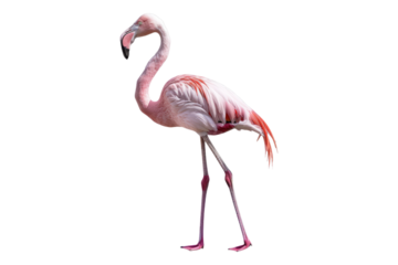 Flamingo isolated on transparent background