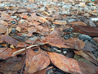dried leaves on the ground