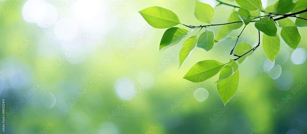 Poster blurry bokeh background featuring a green leaf with copy space image for a fresh, abstract, natural 