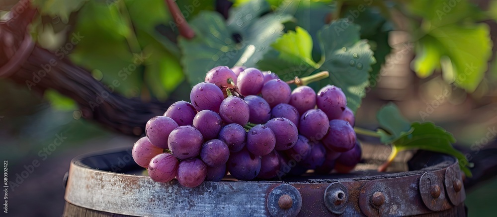 Aufkleber copy space image of a grape placed on a wine barrel in an outdoor setting.