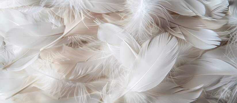 A lovely array of white duck feathers, ideal for a background or texture in a copy space image.