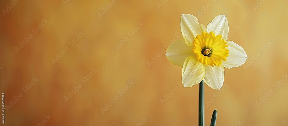Aufkleber daffodil displayed against a simple backdrop, perfect for adding your own elements with the copy spa