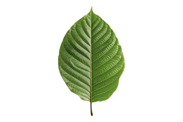 Obraz premium Kratom leaves isolated on transparent background