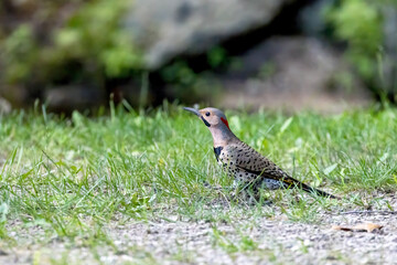 The northern flicker (Colaptes auratus) collect food in the meadow