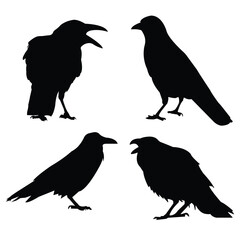 Crow collection silhouette, crow silhouette