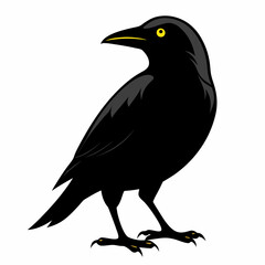 A black crow on a white background
