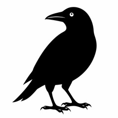 A black crow on a white background