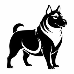 black and white dog