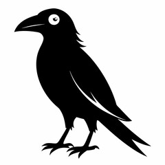 A black crow on a white background