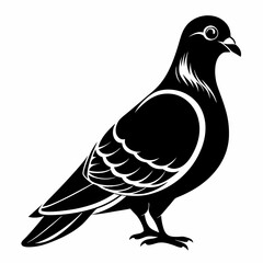 Black and White Pigeon Vector Illustration