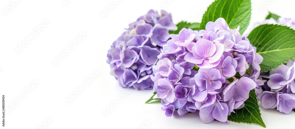 Poster purple hydrangea bouquet with available copy space image for text.