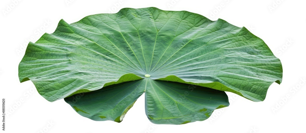 Poster isolated on a white background, a large green lotus leaf captured with a clipping path image, often 
