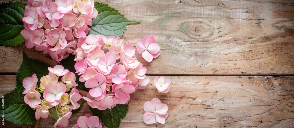 Leinwandbilder pale pink hydrangea blossoms displayed with paper on a wooden surface background, providing space fo