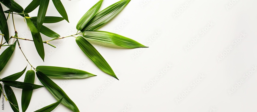 Aufkleber isolated bamboo leaves on a white backdrop with copy space image.