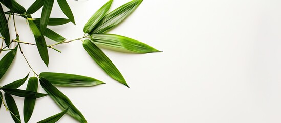 Isolated bamboo leaves on a white backdrop with copy space image.