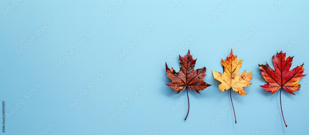 Aufkleber autumn-colored maple leaves dried and arranged on a light blue backdrop with copy space image availa