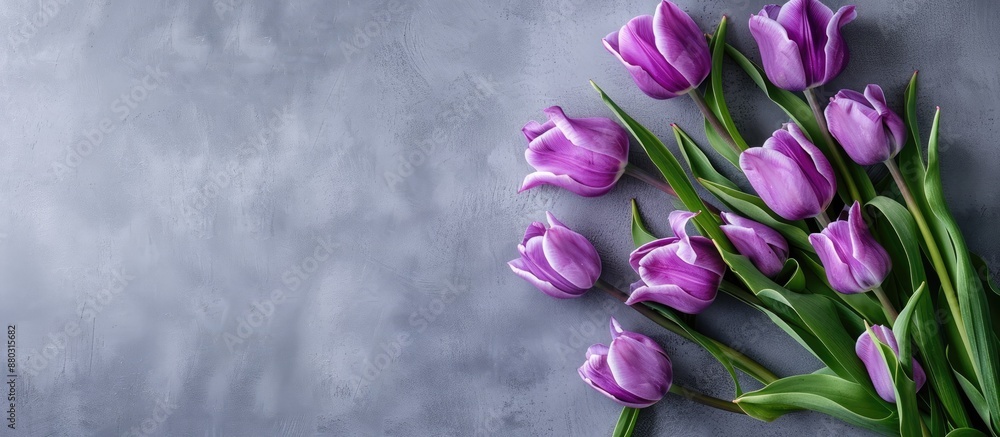 Poster vibrant purple tulips against a grey backdrop in a flatlay arrangement with empty space for text or 
