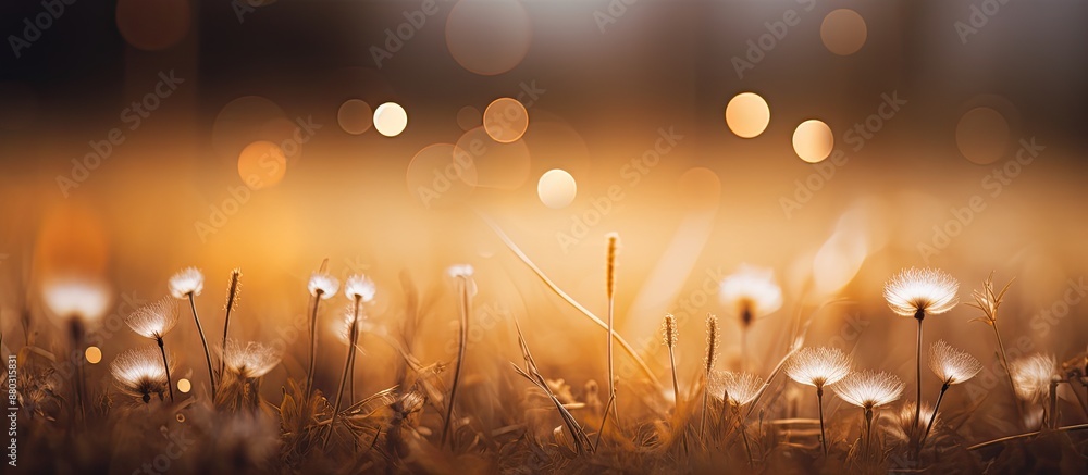 Aufkleber Create a beautiful photography effect with blurred background and bokeh using this image with empty space for text or graphics.