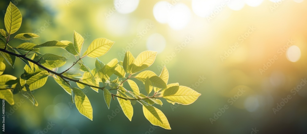Aufkleber Create a picturesque setting with a blurred foliage background and vibrant summer sun rays for your text or advertisement, with copy space image.