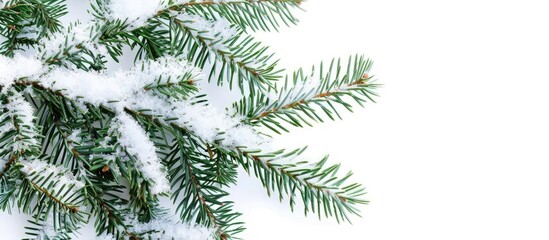 Obraz premium Image of a snow-covered spruce tree branch with vibrant green needles against a blank background for adding text or graphics - copy space image.