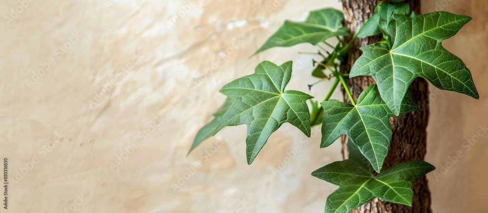 Poster Young green Carica papaya leaves growing on a tree trunk with a smooth cream-colored background, suitable for copy space image.