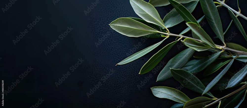 Aufkleber Close-up olive branch with copy space image on a dark backdrop.