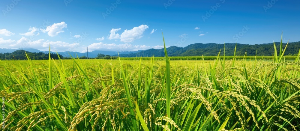 Poster copy space image of japanese rice fields pre-harvest with a backdrop of a clear blue summer sky and 