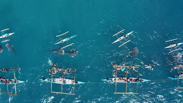 People snorkeling and and watch whale sharks from above. Oslob