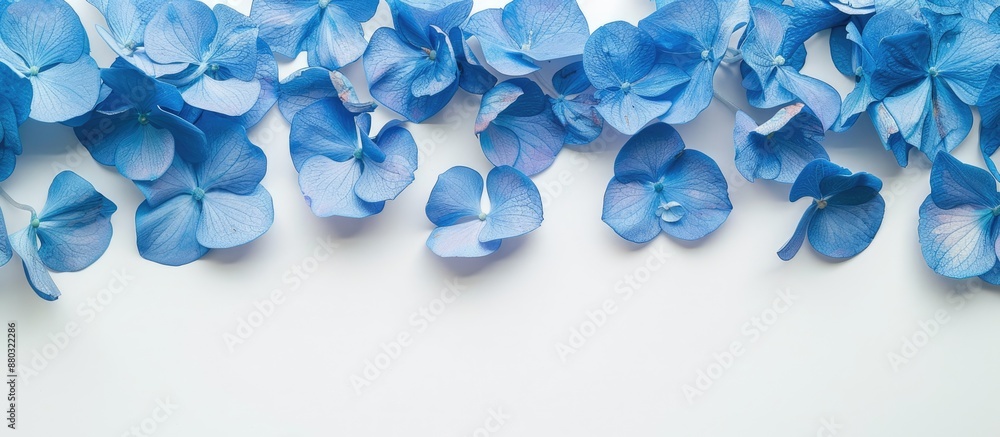 Poster a flat lay image featuring blue hydrangea petals on a white background, with copy space image.