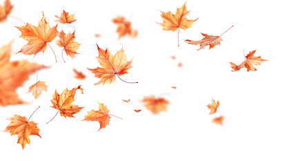 Autumn maple leaves blowing in the air. Movement and natural flow with isolated against transparent background.