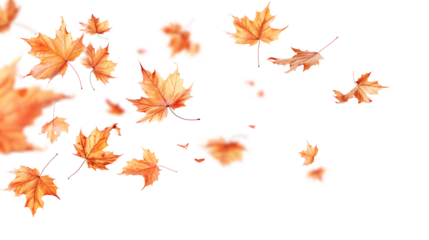 Autumn maple leaves blowing in the air. Movement and natural flow with isolated against transparent background.