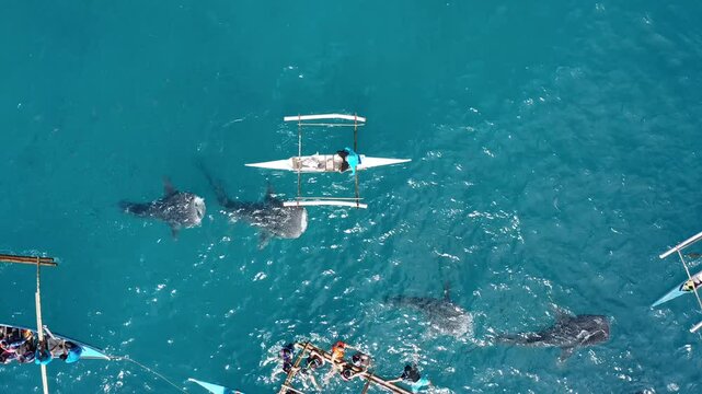 People snorkeling and and watch whale sharks from above. Oslob