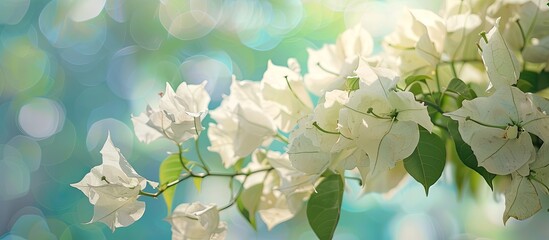 White bougainvillea flowers adorn the image with ample copy space to create a peaceful and elegant aesthetic.